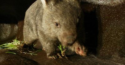 Blackbutt reservations: how happy are the reserve's critters?