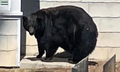 Five-hundred-pound bear ‘Hank the Tank’ caught after home break-ins in Tahoe area
