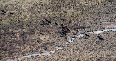 ACT welcomes change in NSW policy on shooting wild horses