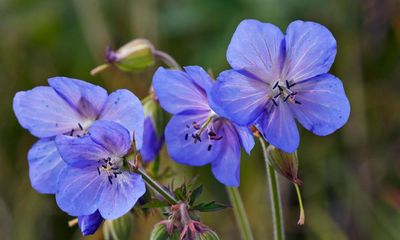 Country diary: The flower that seems to shine on a wet summer’s day