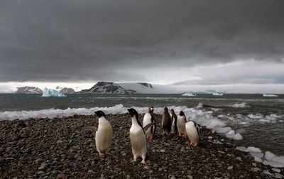 Even frozen Antarctica is being walloped by climate extremes, scientists find