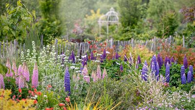 Deadheading lupines – why to do it and the technique to use