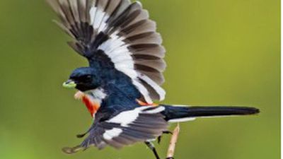 78 species of birds are found only in India: Report