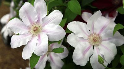 10 climbing plants for shady corners - that also give privacy, color and instant backyard beauty