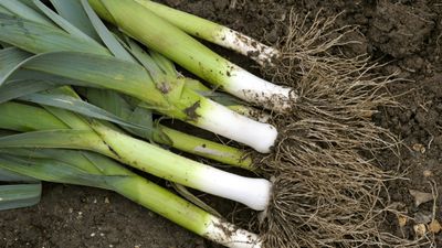 When and how to harvest leeks – for a long crop of perfect stems