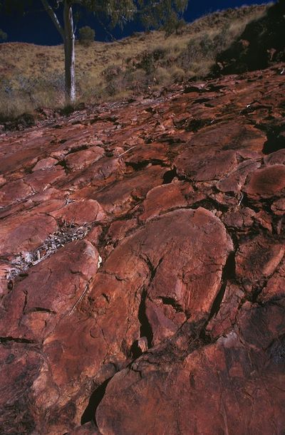 These 239 Million-Year-Old Fossils Could Help Us Hunt Aliens on Mars