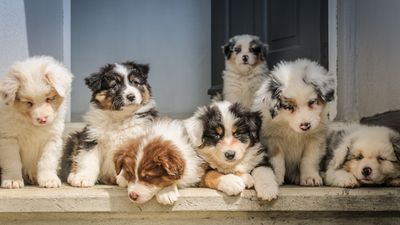 Trainer shares how to raise puppies together for the best relationship