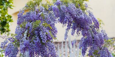 Best climbing plants for arches – 10 easy ideas to help you create a beautiful garden feature