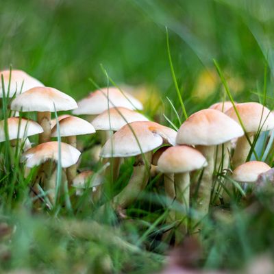 Why are mushrooms growing in my garden? The answer may surprise you...