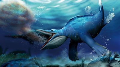 Long before whales, pioneering marine reptile was a filter-feeder