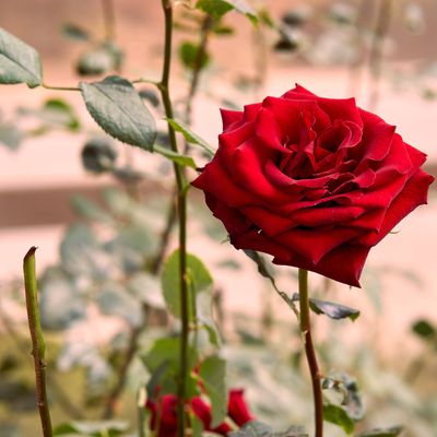 When to prune roses – why experts warn against pruning in the autumn months