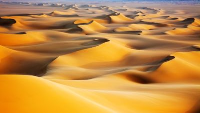 'The stage was now set for the birth and growth of desert dunes': How the Sahara turned from a vast forest to the arid landscape we see today