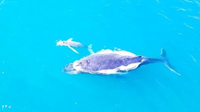 Baby Moby Dick? Rare white humpback whale calf filmed off Australia