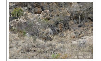 Can you spot lion blending in with landscape, staring at tourists?