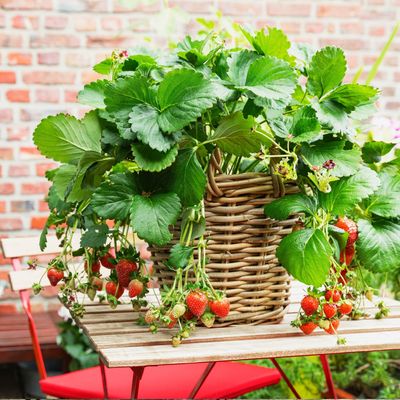 How to propagate strawberries from runners, cuttings, and even fruit slices