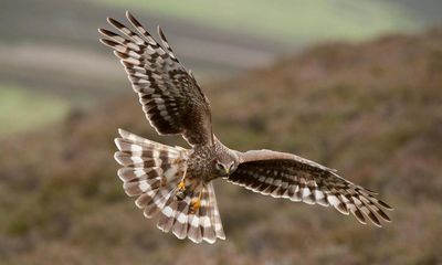 Scheme to protect hen harriers in England a waste of money, says wildlife group