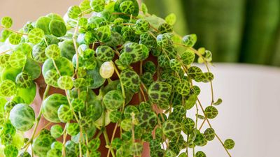 How to propagate string of turtles – for more of these popular, trailing houseplants