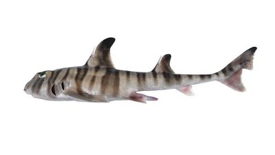 Odd new shark species with humanlike molars discovered in Australia