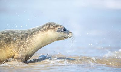 Seals practise social distancing, aerial survey of North Sea shows