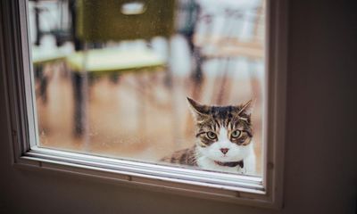 Tell us: has your love of New Zealand birds turned you against cat ownership?