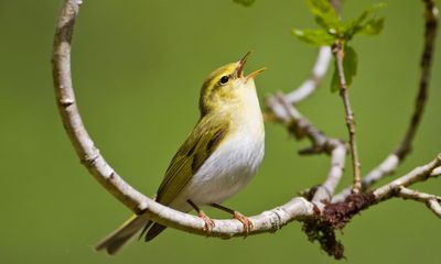 Birdwatch: wood warbler’s summer visits to Britain in steep decline