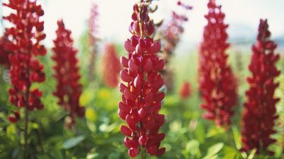 How to propagate lupines – expert advice on making new plants