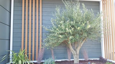 Are olive trees drought-tolerant? Experts reveal the resilience of olives – and how to have the best watering regime