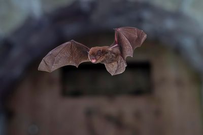 Solar farms drive away bats