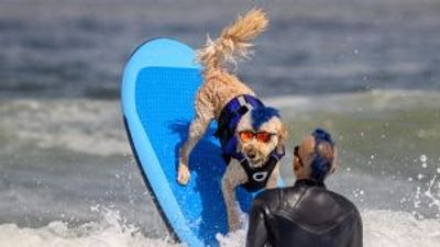 Canines catch waves at the World Dog Surfing Championships