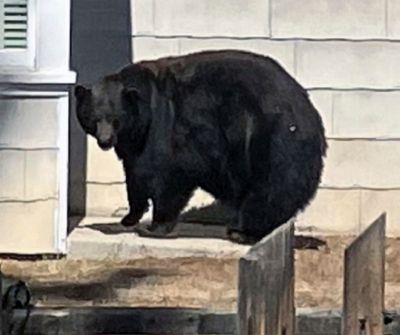 ‘Hank the Tank’ bear blamed for break-ins is finally captured