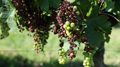 French winemakers plead for aid as mildew ravages Bordeaux grapes