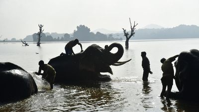 Elephants from Sakrebailu camp likely to take part in Mysuru Dasara