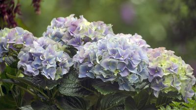 Why are my hydrangeas wilting? The answers and the solutions from the experts