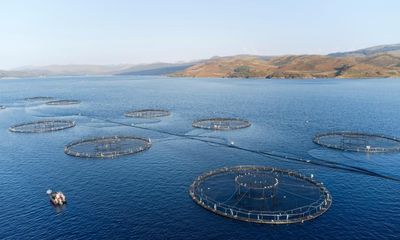 Blow to UK salmon industry as trial post-Brexit export scheme halted
