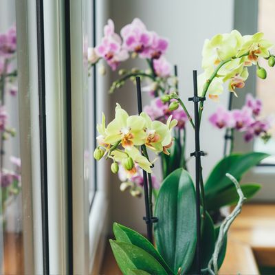 How to propagate orchids and grow this expensive (and beautiful) flower for free