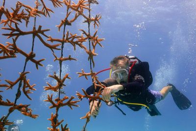 High ocean temperatures are harming the Florida coral reef. Rescue crews are racing to help