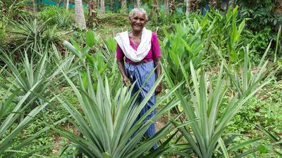 Tribal farmer from Vithura wins national recognition for conservation of pineapple variety