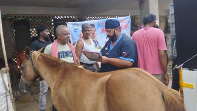 ‘People for Animals’ holds free clinic for equines in Mysuru, Srirangapatna