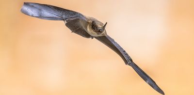 Bats are avoiding solar farms and scientists aren’t sure why