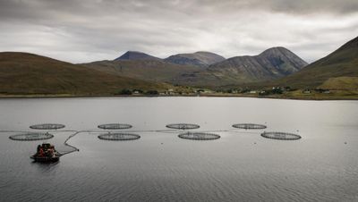 Scotland's fishing industry dealt blow as post-Brexit export scheme pulled