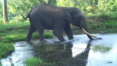 161 of Karnataka’s elephants sighted in private lands: census