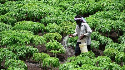 House panel tells government to ensure fertilizer availability, increase local production