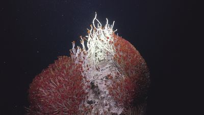 Hidden underworld filled with never-before-seen creatures discovered beneath the seafloor