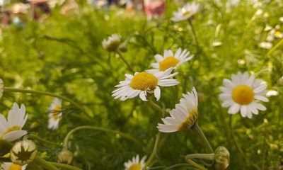 Country diary: A fire-fuelled herbal garden that feels like a miracle