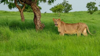 Asiatic lions have steadily grown in numbers over last few years: PM Modi