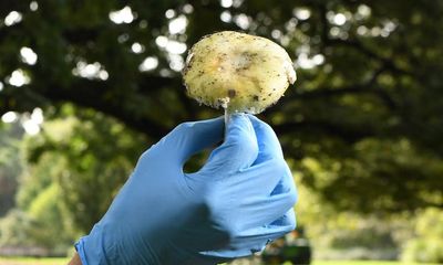 Death cap mushrooms: why are they so toxic and how can poisoning be treated?