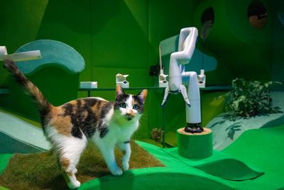 Meet the artists reclaiming AI from big tech – with the help of cats, bees and drag queens