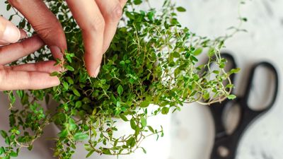 How to grow thyme indoors – expert tips for flourishing herbs in a sunny window