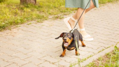 Three ways to manage leash reactivity in your dog, according to an expert trainer