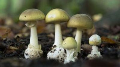 The mushroom poisoning mystery confounding Australia